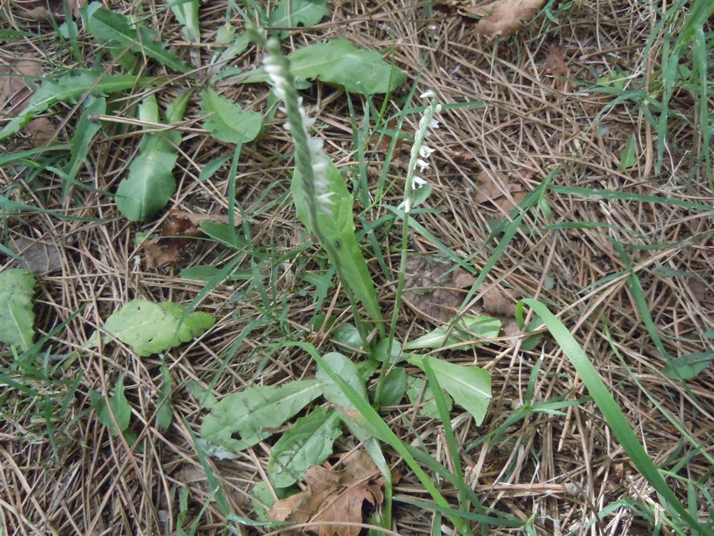 Da identificare2 : Spiranthes spiralis